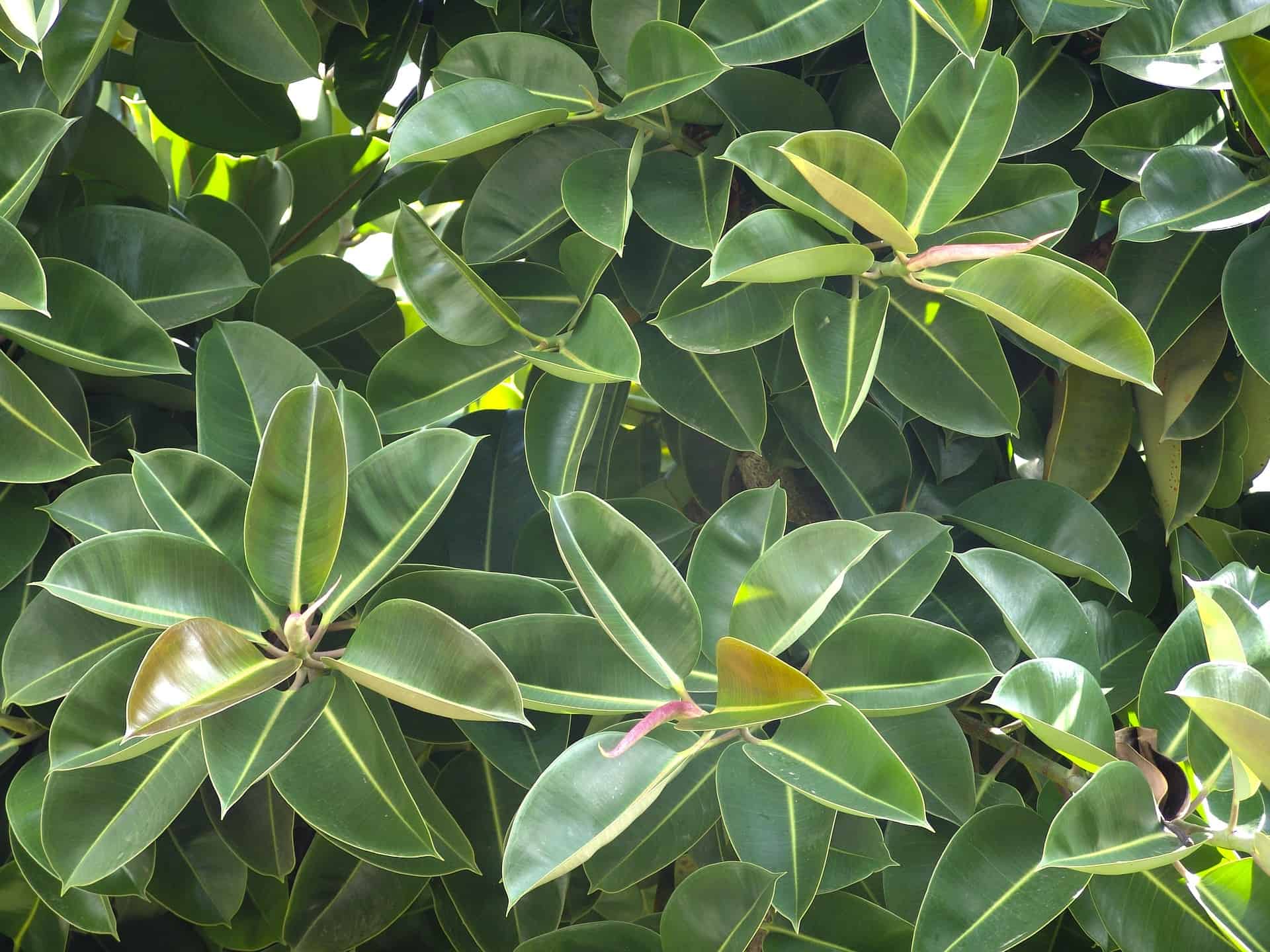 rubber tree 1280788 1920